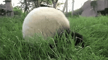 熊猫的gif-panda GIF