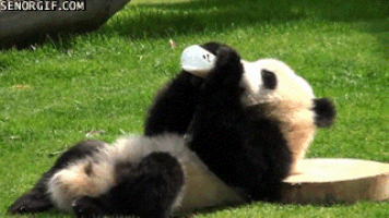 熊猫的gif-time panda GIF