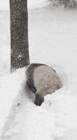 熊猫的gif-national zoo news GIF