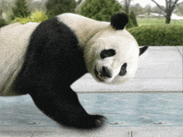 熊猫的gif-panda GIF