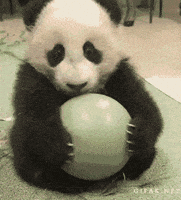 熊猫的gif-don't want to share baby panda GIF