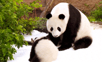 熊猫的gif-panda bear GIF