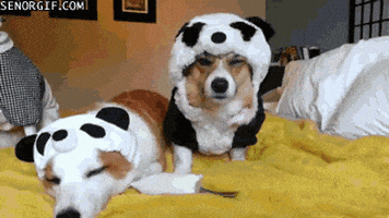 熊猫的gif-costume GIF by Cheezburger