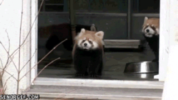 熊猫的gif- 