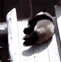 熊猫的gif-sliding panda bear GIF