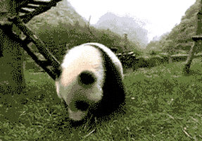 熊猫的gif-panda GIF