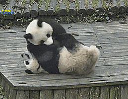 熊猫的gif-panda GIF