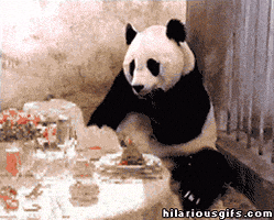 熊猫的gif-eating out panda GIF