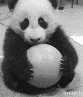 熊猫的gif-baby panda GIF