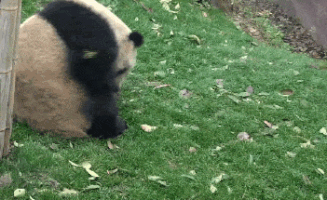 熊猫的gif-ball rolling GIF