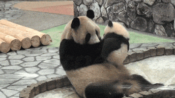 熊猫的gif-panda bears kiss GIF