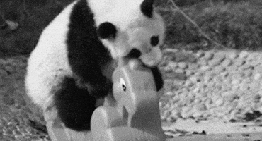 熊猫的gif-black and white love GIF