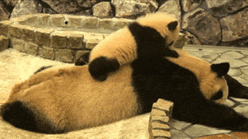 熊猫的gif-panda bears GIF