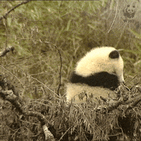 熊猫的gif-wwf uk thank you GIF