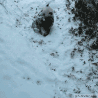 熊猫的gif-panda hill GIF