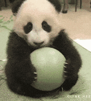 熊猫的gif-panda animals being jerks GIF