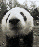 熊猫(panda)
