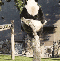 熊猫的gif-panda falling GIF