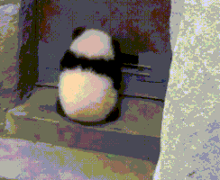 熊猫的gif-panda frees GIF