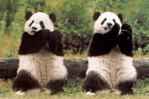 熊猫的gif-panda playing GIF