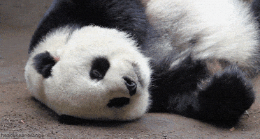 熊猫的gif-panda GIF