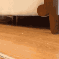 哈喽的gif-cat hello GIF
