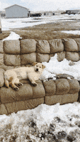 哈喽的gif-tired go away GIF by cloudy