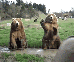 哈喽的gif-bear hello GIF