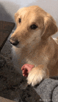 哈喽的gif