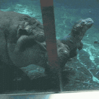 哈喽的gif-happy baby animals GIF by San Diego Zoo