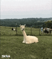 你说的都对的gif-llama no GIF by TikTok