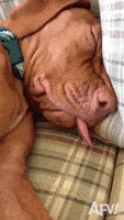 每日GIF(2020-04-22)的gif-Sleep Sleeping GIF by America's Funniest Home Videos