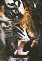 激动的gif-excited tiger GIF