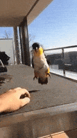 激动的gif-excited bird GIF