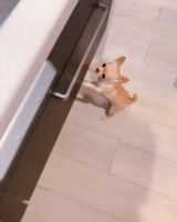 激动的gif-excited chihuahua GIF