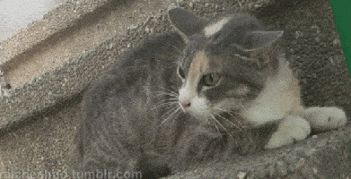 厌恶的gif-angry cat GIF