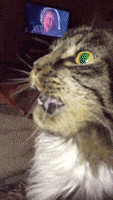 厌恶的gif-scared dislike GIF by America's Funniest Home Videos