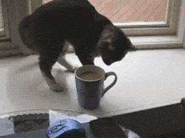 厌恶的gif-cup of coffee cat GIF