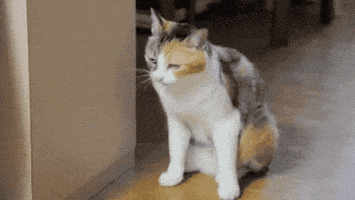 好玩的gif-fun follow back GIF