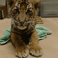 好玩的gif-happy baby animals GIF by San Diego Zoo