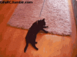 好玩的gif-fun cute cat GIF