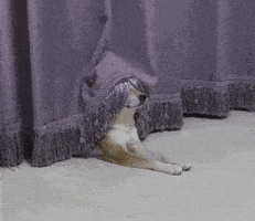 每日GIF(2020-04-26)的gif-Confused Excuse Me GIF by wildKitty