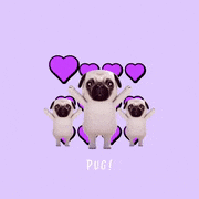 山口 タカ的gif的gif-パグといっしょ