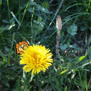 イトウケイジ的gif的gif-Shy Lion behind the dandeLion
