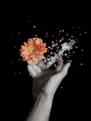 yoshing_BT的gif的gif-Gerbera