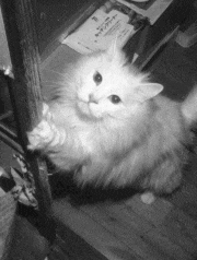 yoshing_BT的gif的gif-ねこさん障子ボロボロにします