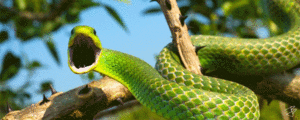 jbetcom的gif的gif-Culebrita 1
