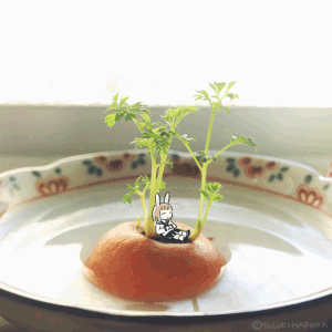 スズキハルカ的gif的gif-なんとなく人参の葉っぱを育て始めた。