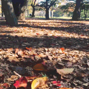 Hayatto的gif的gif-小さな秋