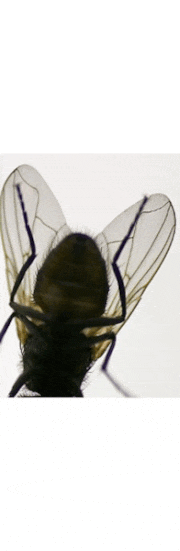 MuNaFo-mtw的gif的gif-FLY-22